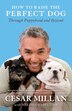 How To Raise The Perfect Dog: Through Puppyhood…