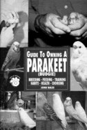 Guide To Owning A Parakeet